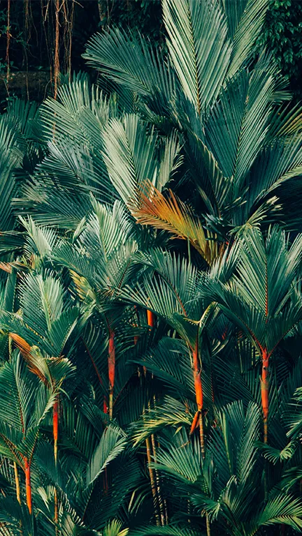 Palm trees, Cambodia hero Palm trees, Cambodia hero